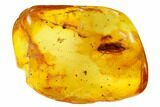 Fossil Ant, Caddisfly and Fly in Baltic Amber #159888-1
